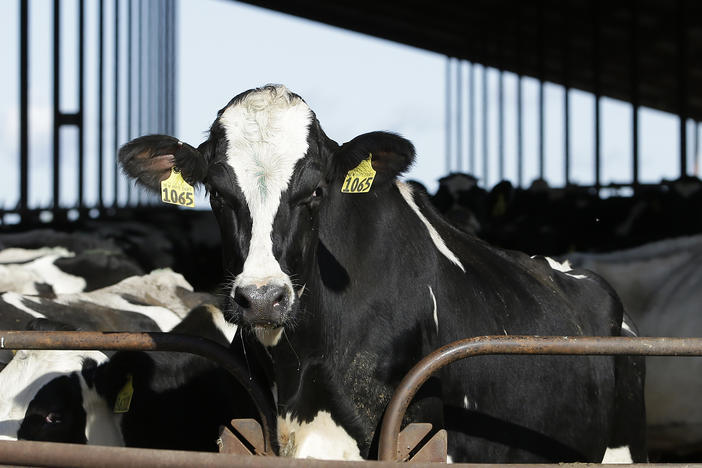 Dairy farms that capture methane from their cows' manure can earn valuable pollution-cutting credits through California's Low Carbon Fuel Standard.