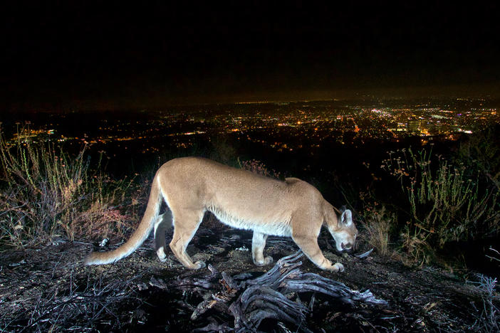 A mountain lion photographed with a motion sensor camera in the Verdugo Mountains overlooking the city lights of Los Angeles. New money for wildlife crossings will help animals whose habitat has been cut by roadways.