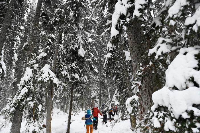 People hike under trees as snow falls near Lake Louise in Banff National Park, Alberta, Canada, in November.