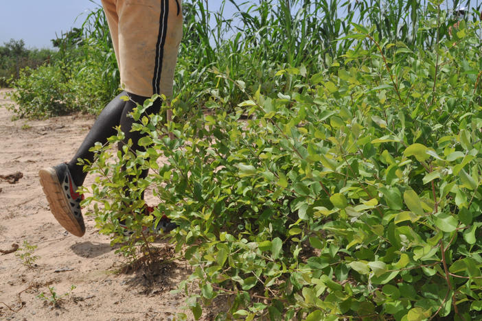 A <em>Guiera senegalensis</em> shrub grows in an agricultural test plot outside Thiès, Senegal. The shrubs used to be considered a threat to other crops. Now American and Senegalese researchers are conducting studies to see if the shrubs in fact are beneficial.