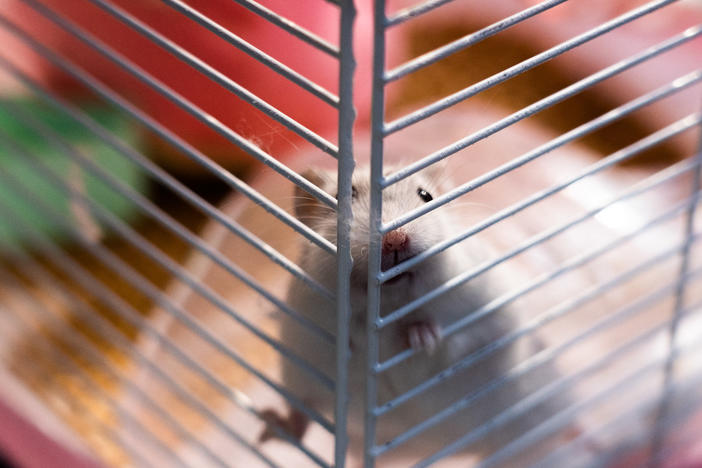 A hamster named Marshmallow was dropped off at the New Territories South Animal Management Centre in Hong Kong on Jan. 19 over concerns that pets were spreading the coronavirus to humans. Thousands of small animals were culled after hamsters tested positive in a pet store.