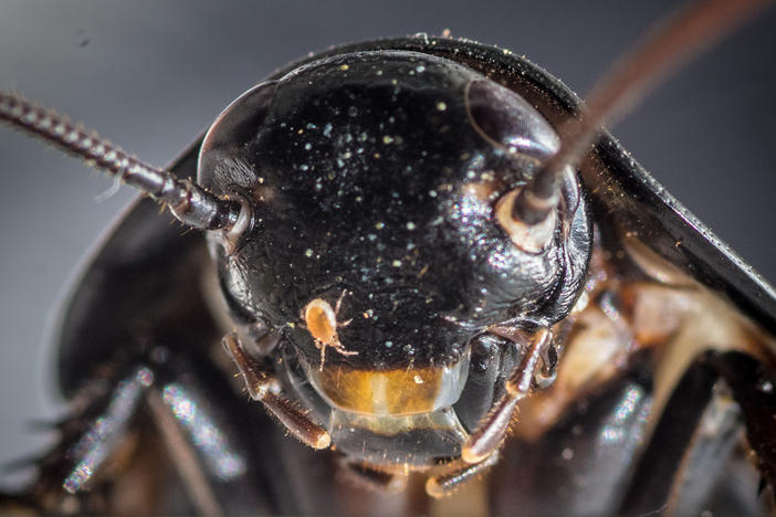 A face only a mother could love: a Madagascar hissing cockroach (<em>Gromphadorhina portentosa</em>)