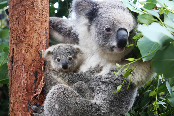 A koala joey named Humphrey is comforted by his mother, Willow, at Taronga Zoo in Sydney in March 2021. Australia's government has declared koalas endangered in New South Wales, Queensland and the Australian Capital Territory.