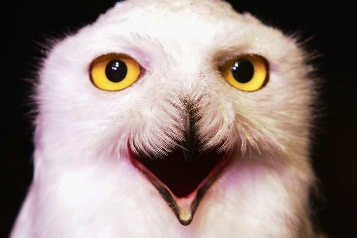 Amidst the flood of football content you'll see on your social media feeds this Sunday, you might spot an owl or two.