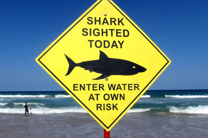 A surfer carries his board into the water next to a sign declaring a shark sighting on Sydney's Manly Beach, Australia, November 24, 2015.