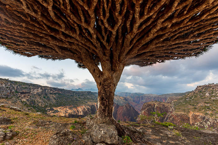 Dragon blood tree at Diksam Plateau, on Yemen's Socotra Island. It's one of the sites included on the 2022 Watch from the World Monuments Fund.