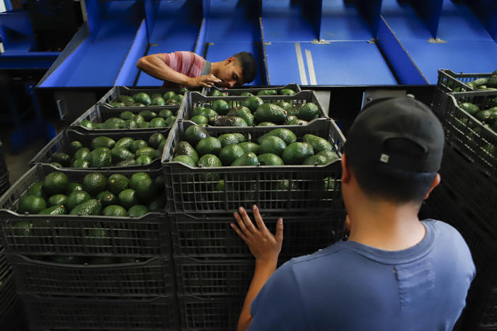 A worker selects avocados at a packing plant in Uruapan, Mexico. The U.S. Department of Agriculture has temporarily suspended inspection of avocados from this region of Mexico after one inspector was threatened.
