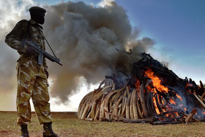 A Kenya Wildlife Services officer stands near a burning pile of 15 tonnes of elephant ivory seized in Kenya in 2015.