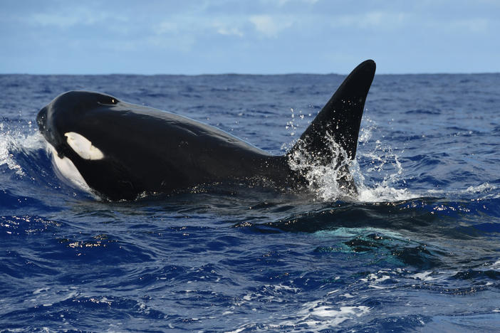 While killer whales are known to attack blue whales, John Totterdell and his colleagues are the first to ever document a successful takedown. And they've done it more than once, publishing their findings in the journal Marine Mammal Science.