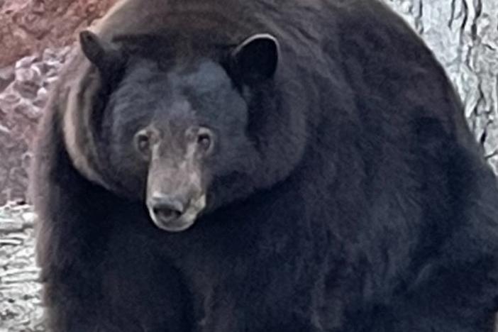 Hank the Tank is "our big bear friend who has adopted the Tahoe Keys neighborhood as his residential area," police in South Lake Tahoe, Calif., say. State officials are now trying to trap the bear, who weighs 500 pounds.