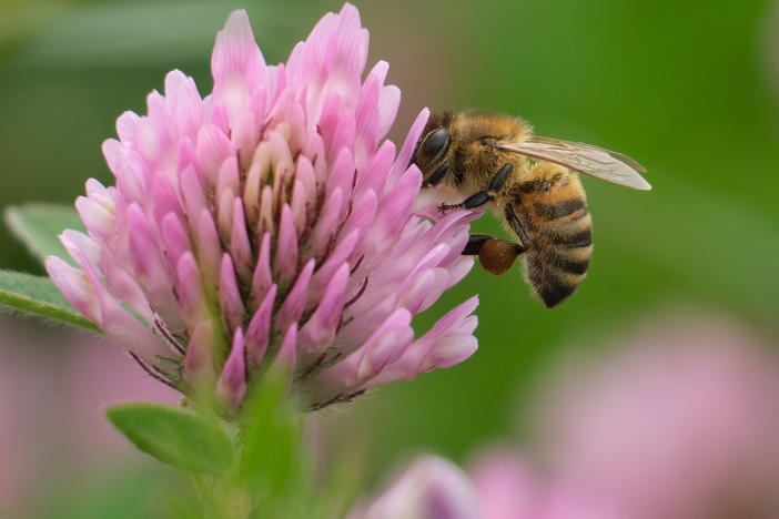 A bee sucks nectar from a flower in Berlin, Germany. Bee populations are in decline in industrialized nations across the globe.