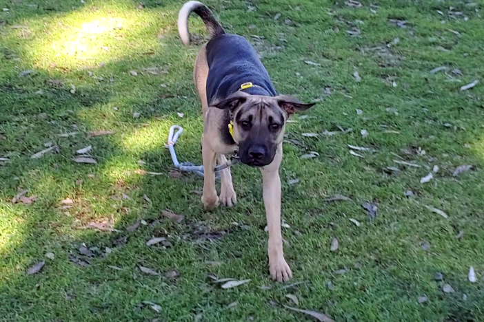 A dog runs at a park in San Diego, Calif.