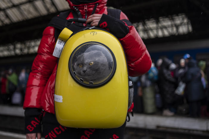 A Ukrainian girl and her cat wait at the platform inside Lviv railway station in Ukraine on Sunday. An international cat federation is banning Russian cats from its competitions for the next three months over its invasion of Ukraine.