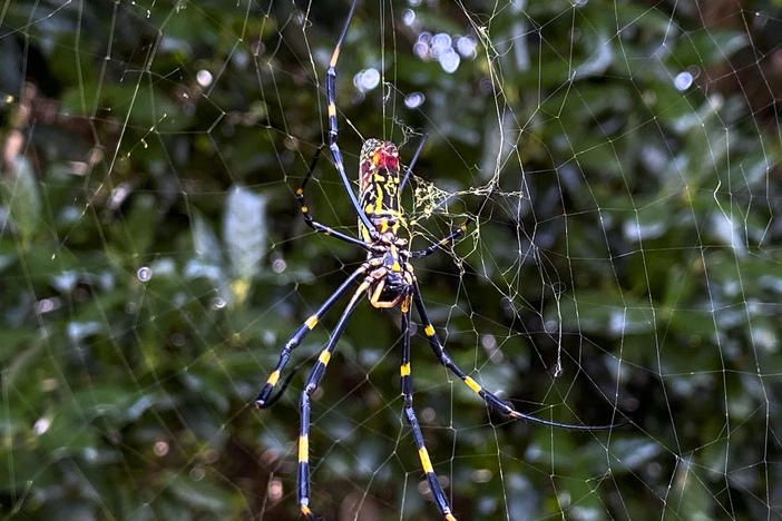 The joro spider, a large spider native to East Asia, has become a common sight throughout Georgia and other Southeastern states. But scientists say it may soon spread through the Eastern seaboard.
