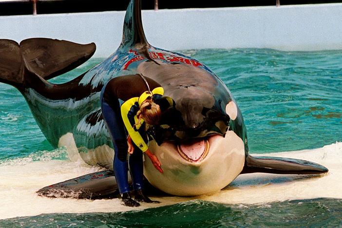 Trainer Marcia Hinton pets Lolita, a captive orca whale, during a performance at the Miami Seaquarium in Miami in 1995. The park's new owners will no longer stage shows with its aging orca under an agreement with federal regulators.