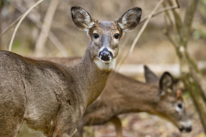 Two white-tailed deer forage in Pennsylvania's Wyomissing Parklands. At the end of 2021, researchers swabbed the noses of 93 dead deer from across the state. Nearly 20% tested positive for the coronavirus.