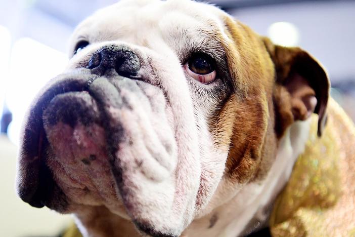 With flattened faces, wrinkles and short airways, bulldogs are prone to health problems. A court in Norway banned the breeding of bulldogs unless it's to improve the breed's health.