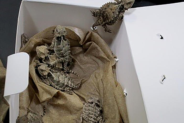 This undated photo provided by the U.S. Customs and Border Protection shows horned lizards found during a smuggling attempt last month at the San Diego border.