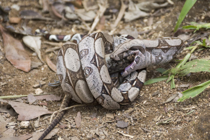A boa constrictor feeds on a lizard in Tijuca Forest National Park, Rio de Janeiro, Brazil.