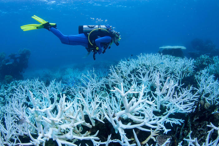 Australia's Great Barrier Reef has experienced four mass bleaching events in the last seven years, like this one in 2017. Scientists warn repeated bleaching makes it tough for corals to recover.