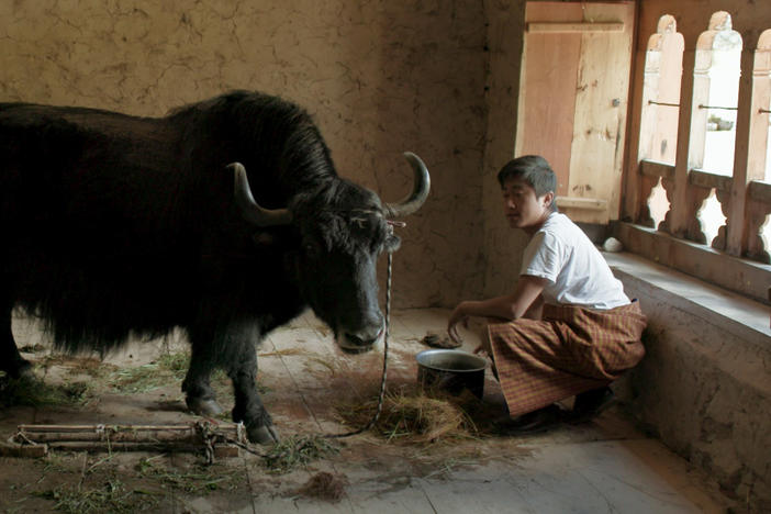 A villager brings a yak into the classroom so the new teacher will understand how important the animals are to the village of nomadic yak herders. Yak dung is important too — used to warm homes.