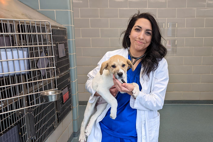 The Veterinary Mental Health Initiative, which offers free support groups and one-on-one help to vets across the country, has helped Razyeeh Mazaheri work through the anxiety she was feeling.