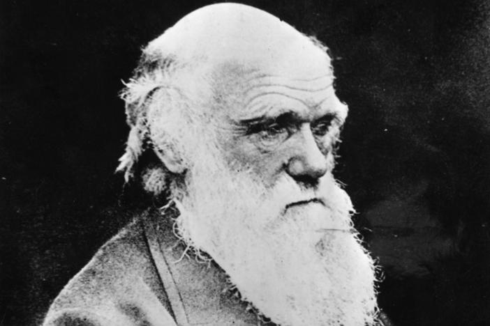 Two iconic notebooks, which include Darwin's 1837 <em>Tree of Life</em> sketch, were returned to the Cambridge University Library last month.
