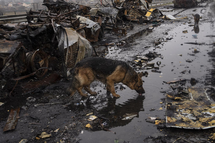 Shelter animals are also suffering the consequences of the war in Ukraine. This week, volunteers at a shelter outside Kyiv, the capital, found more than 250 malnourished dogs that had survived weeks without food or water but also more than 300 that had starved to death.