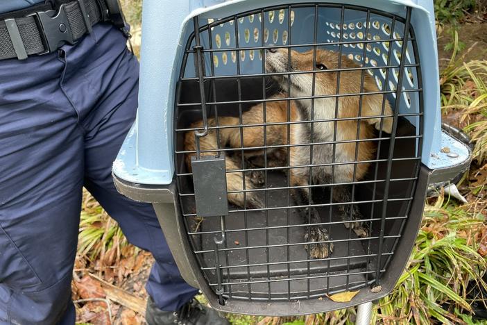 Animal control has caught what the U.S. Capitol Police believes is the fox responsible for biting people near the Capitol.