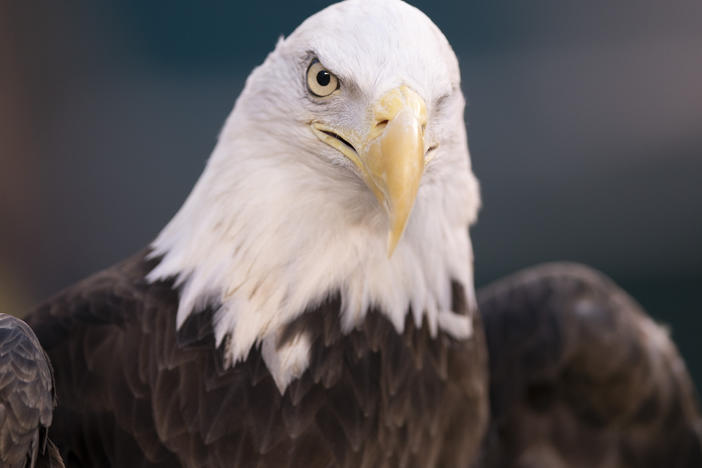 A bald eagle is shown in 2020 in Philadelphia. NextEra Energy subsidiary ESI Energy was sentenced to probation and ordered to pay more than $8 million in fines and restitution after at least 150 eagles were killed over the past decade at its wind farms in eight states.