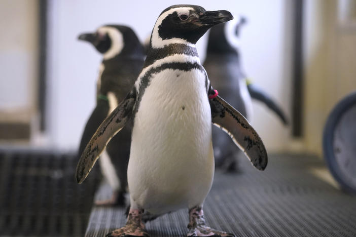 Magellan penguins stand in their enclosure at the Blank Park Zoo on Tuesday in Des Moines, Iowa. Zoos across North America are moving their birds indoors and away from people and wildlife as they try to protect them from the highly contagious and potentially deadly avian influenza.
