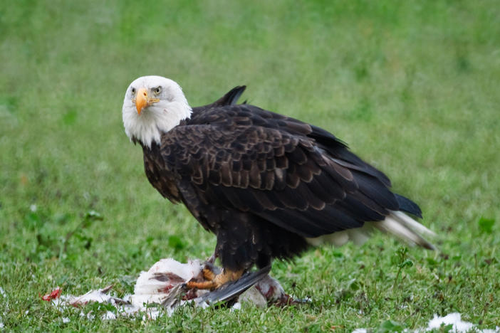 Waterfowl and the raptors that dine on them, like this bald eagle and snow goose, have both been killed by the new bird flu virus.