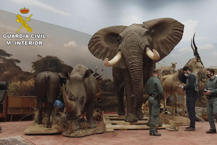 An elephant in the collection.