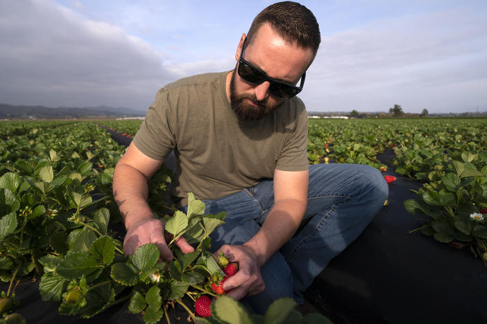 William Terry, of Terry Farms, looks at strawberries at his farm Thursday, March 31, 2022, in Oxnard, Calif. Terry Farms, which grows produce on 2,100 acres largely, has seen prices of some fertilizer formulations double; others are up 20%.