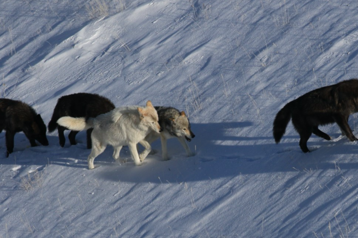 A pack of wolves in Yellowstone National Park are spotted from a wildlife tracking plane