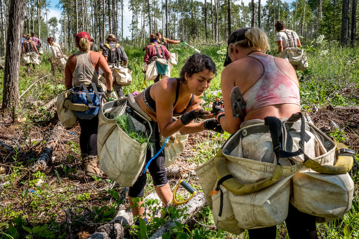 Tree planters stop to sample some wild berries during a long walk out to their crew vehicles.