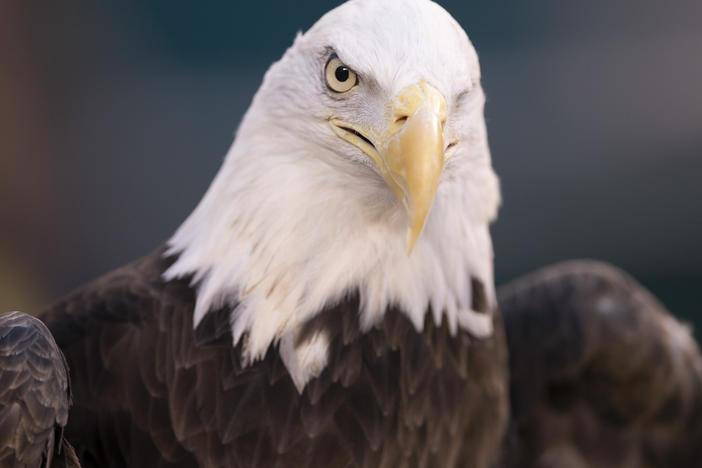 This Jan. 5, 2020, photo shows a bald eagle in Philadelphia.