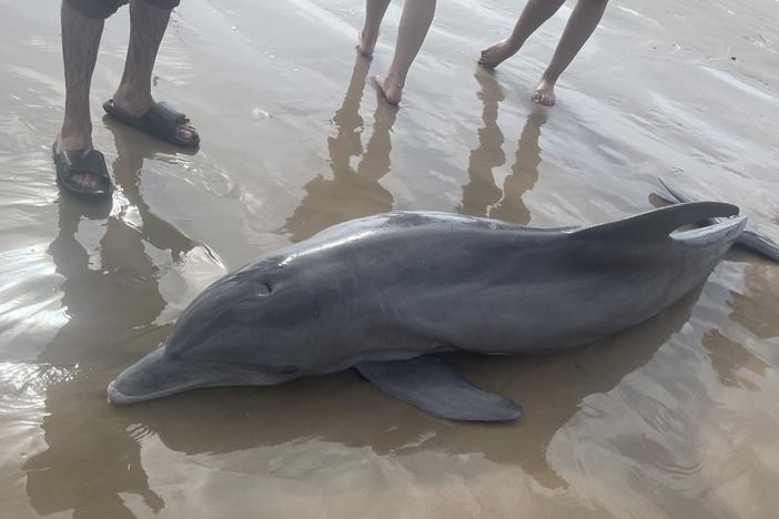 A dolphin stranded on Quintana Beach in Texas died after being harassed by beachgoers.