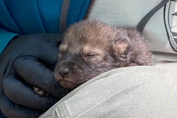 Red wolves have been on the brink of extinction since the 1970s. The new six-pup litter gives conservationists a sense of hope for the future of the species.