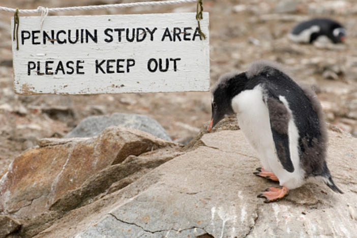 Apply now to work at the British base in Port Lockroy, Antarctica, and young Gentoo penguins like this one could be your Goudier Island neighbors.