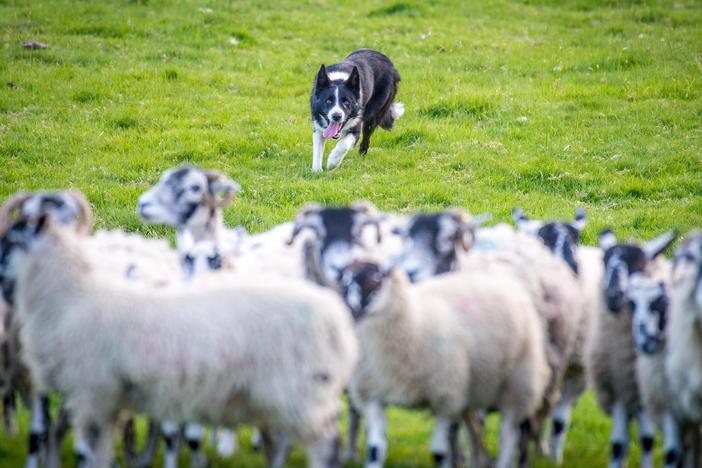 A border collie in Northern England chases after a flock of sheep in order to herd them. A new study found that only about 9% of the variation in an individual dog's behavior can be explained by its breed.