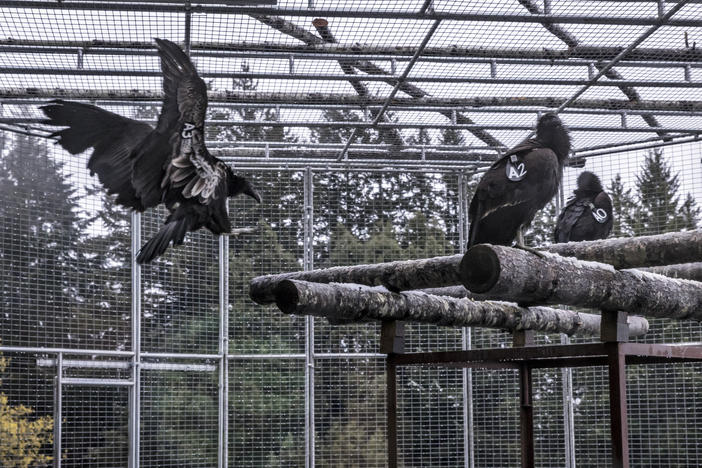 A juvenile California condor flies from a shelf to a branch in the condor reintroduction pen of the Redwood National Park near Orick, Calif., on April 12.