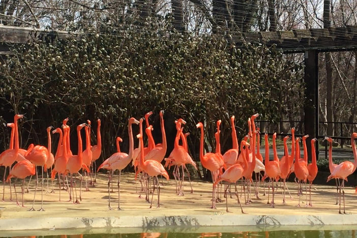 A wild fox killed 25 American flamingos and one Northern pintail duck, announced the Smithsonian's National Zoo and Conservation Biology Institute.