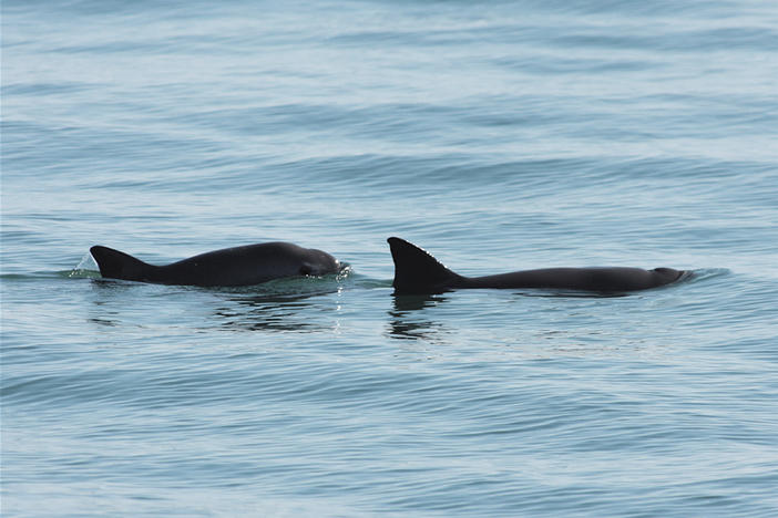 Researchers estimate there are only about 10 vaquita porpoises still living in Mexico's Gulf of California.