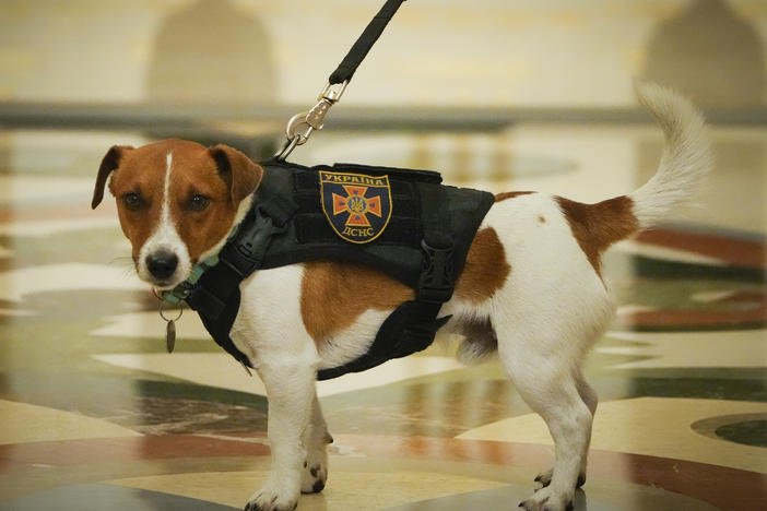 Patron poses at an award ceremony in Kyiv, Ukraine on Sunday. The Jack Russell terrier is credited with detecting more than 200 Russian explosive devices since the start of the war.