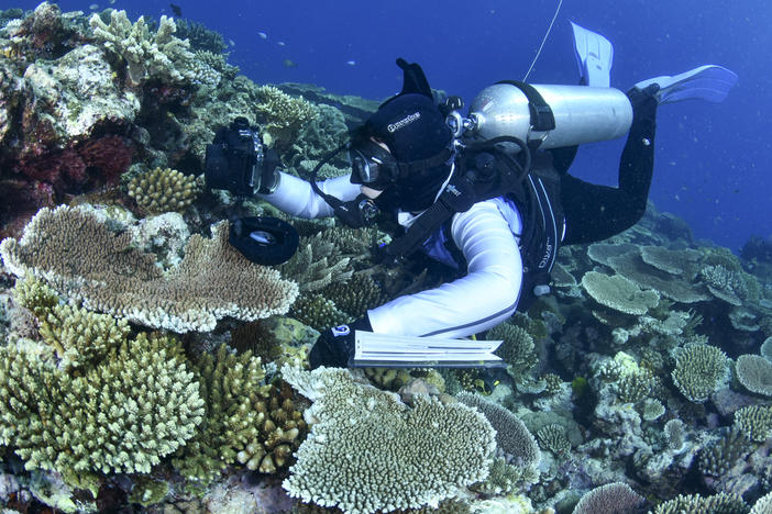 In this photo supplied by the Great Barrier Reef Marine Park Authority (GBRMPA), a diver swims past coral on the Great Barrier Reef in Australia, Oct. 18, 2016.