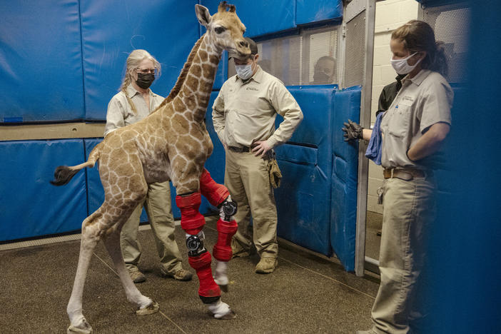 Msituni, a giraffe calf born with an unusual disorder that caused her legs to bend the wrong way, at the San Diego Zoo Safari Park in Escondido, north of San Diego, on Feb. 10.