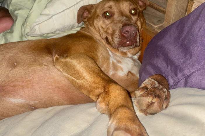 It is still partially a mystery how Nala, a lost dog, was able to get into the house of Julie and Jimmy Johnson and climb her way into their bed overnight.