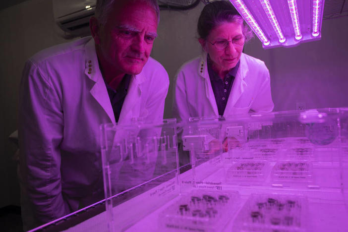 Researchers Robert Ferl and Anna-Lisa Paul.