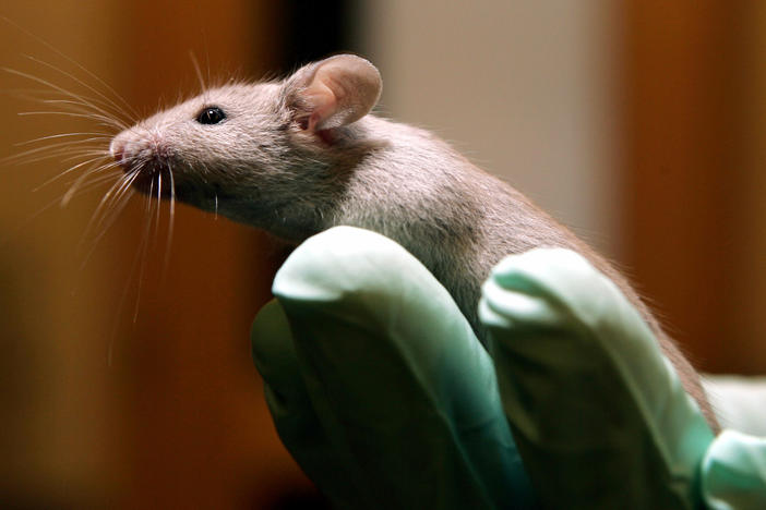 The memory of aging mice improved when they received a substance found in the spinal fluid of young animals.